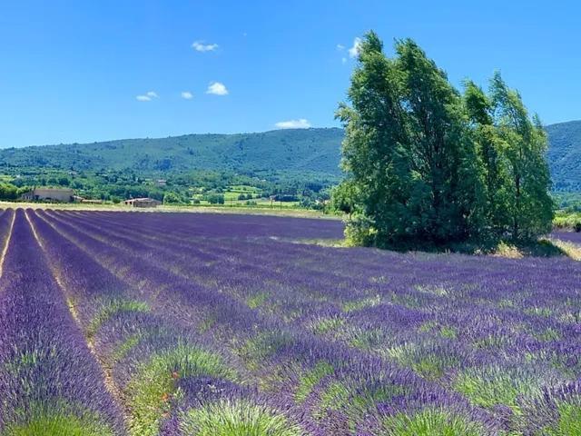 Bastide Du Buou Lägenhet Puyvert Exteriör bild